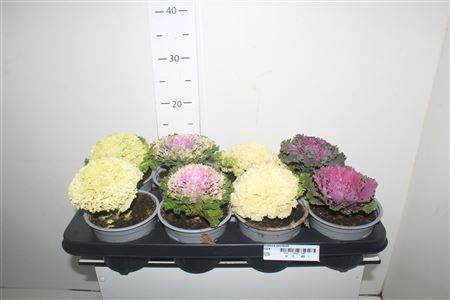 <h4>Brassica (sierkool)</h4>