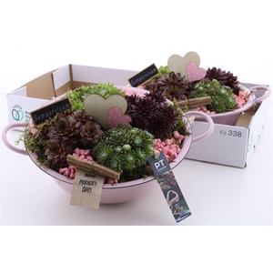 Arrangementen Sempervivum 6%
