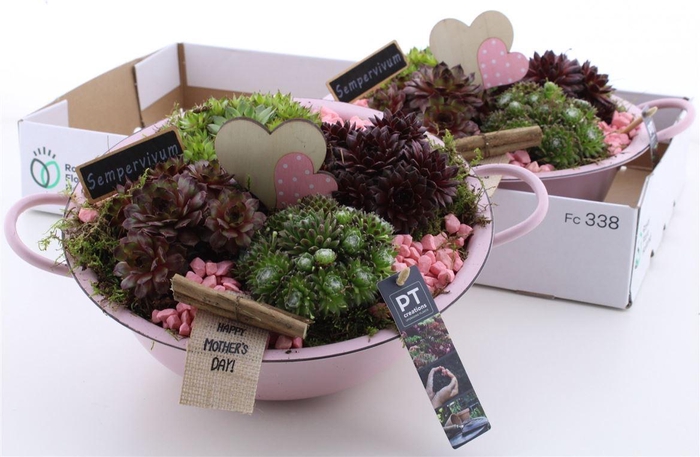 <h4>Arrangementen Sempervivum 6%</h4>