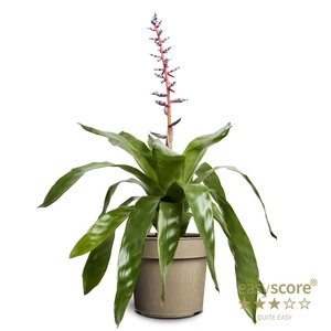 AECHMEA AZUREA p17