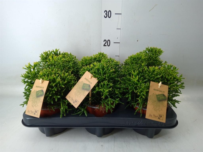 <h4>Rhipsalis   ...</h4>