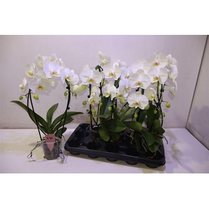 arr8 Phal An Glasgow Mirror