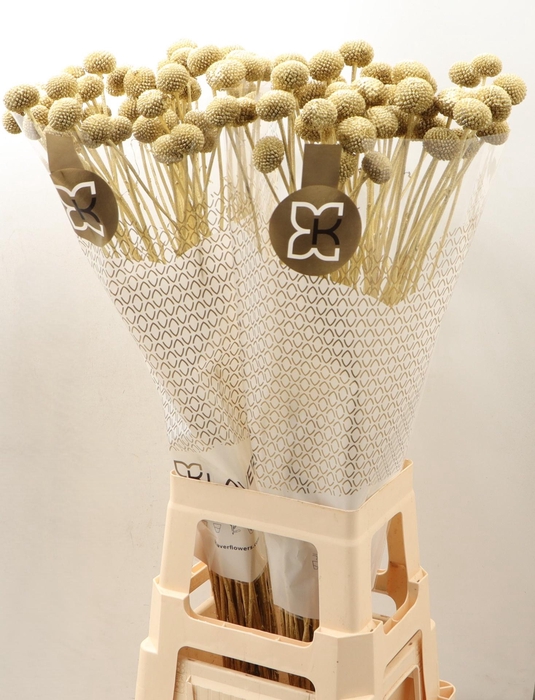 <h4>Cras Klb H%</h4>