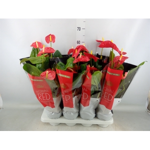 Anthurium andr. 'Madural'