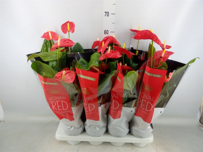 <h4>Anthurium andr. 'Madural'</h4>