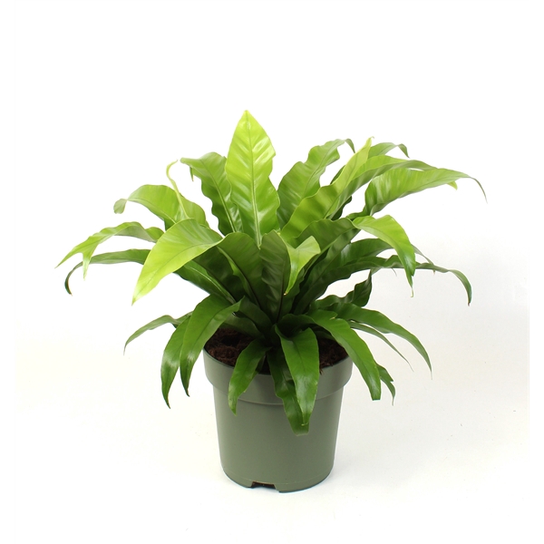 <h4>Asplenium antiquum</h4>
