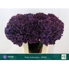 Hydrangea mag ruby aubergine