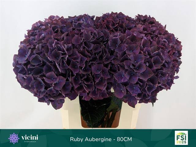 Hydrangea mag ruby aubergine