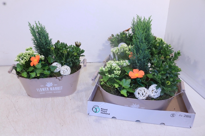 <h4>ARR TUINPLANTEN</h4>