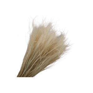 Stipa Pennata White