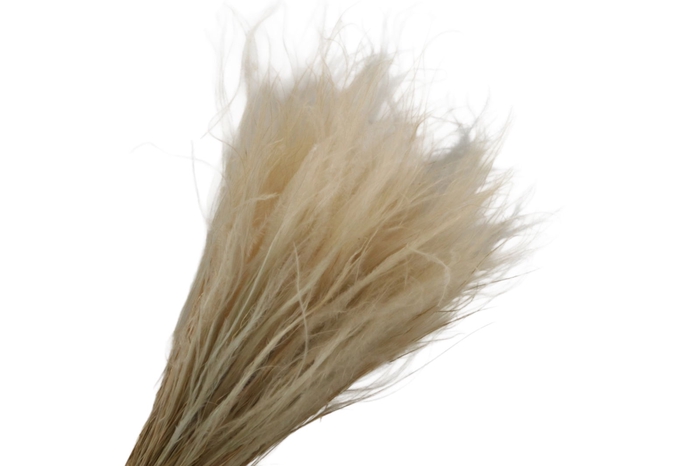 <h4>Stipa Pennata White</h4>