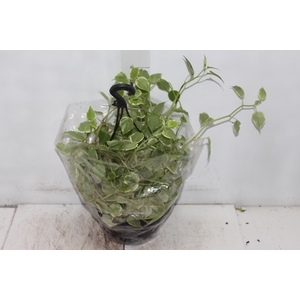 PEPEROMIA SCANDENS C21