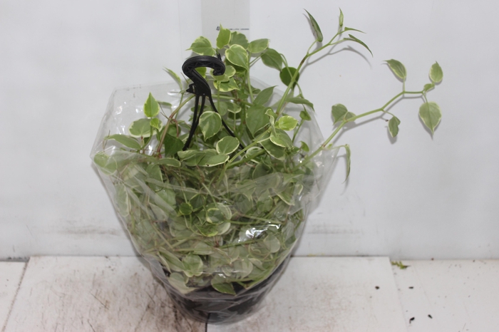 <h4>PEPEROMIA SCANDENS C21</h4>