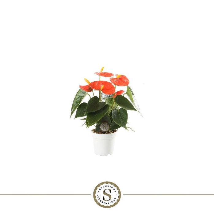 <h4>Anthurium Andreanum oranje Orange Champion, beperkt leverbaar</h4>