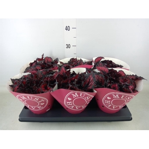 Begonia BD 'MagicColours Etna'