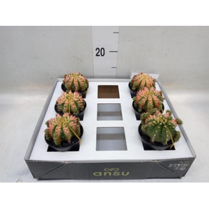 Gymnocalycium mihanov. 'Japan'  mix