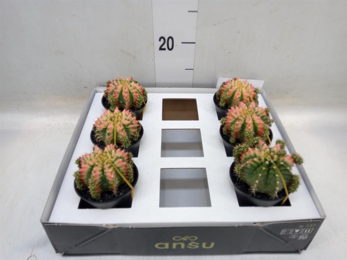 <h4>Gymnocalycium mihanov. 'Japan'  mix</h4>