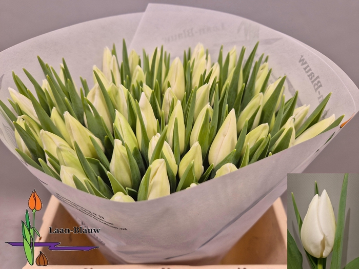 <h4>TU EN POLAR BEAR</h4>