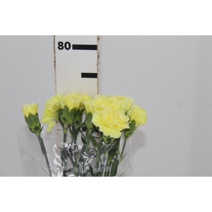 CRAVO JANEIRO 070 CM AMARELO