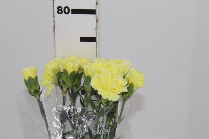 <h4>CRAVO JANEIRO 070 CM AMARELO</h4>
