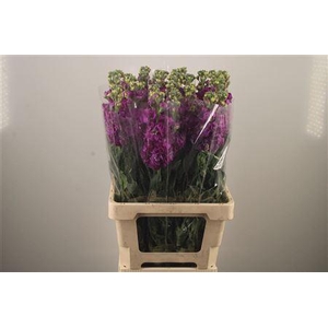 Matth Iron * Premium* Purple