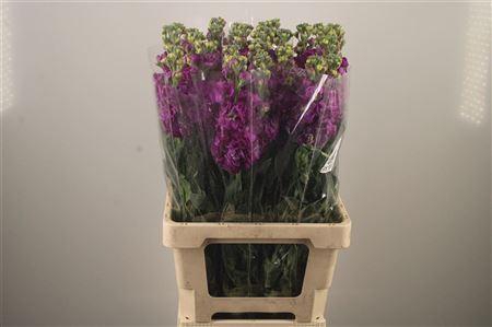 <h4>Matth Iron * Premium* Purple</h4>