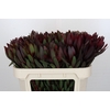 Leucadendron Saf Sunset Dark Red