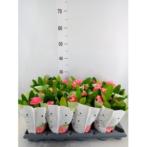 Euphorbia milii   ...