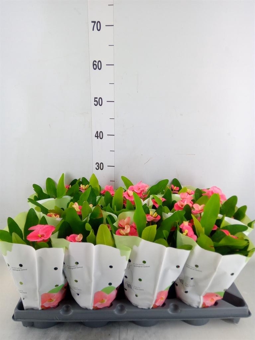 <h4>Euphorbia milii   ...</h4>