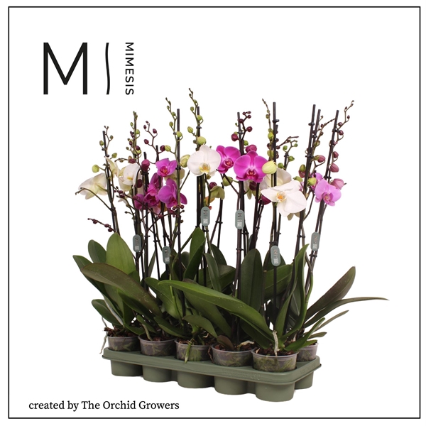 <h4>Mimesis Phal. Mix - 2 spike 12cm</h4>