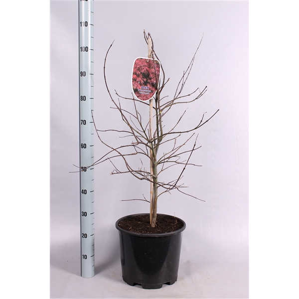 <h4>Acer Palmatum Garnet</h4>