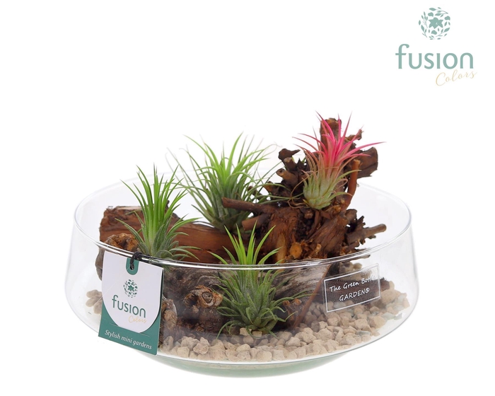 <h4>Green Bottle Iris Large met Tillandsia Air Plants</h4>