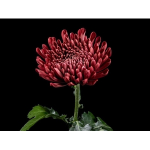 Chrys Andrea Red