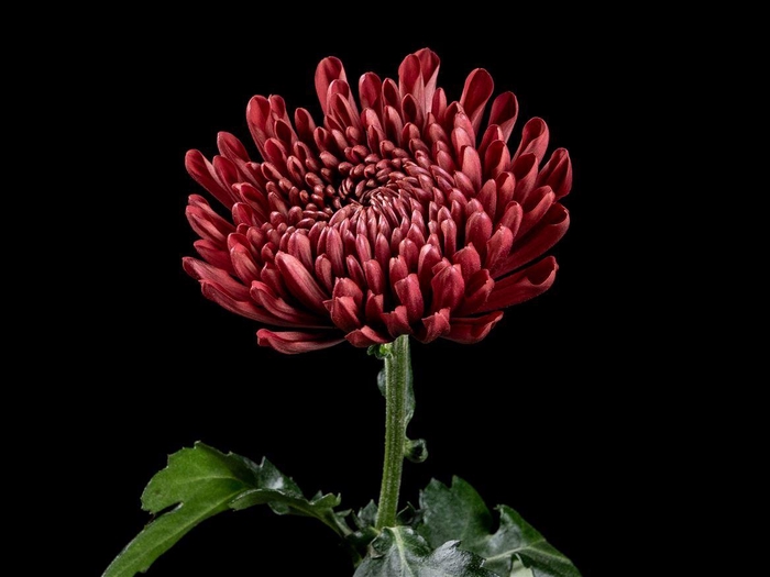 <h4>Chrys Andrea Red</h4>