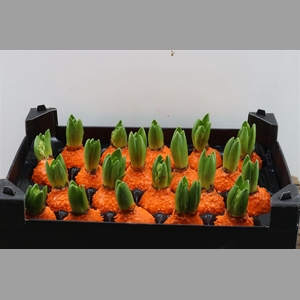 Wax Hyacinth Korrel Oranje