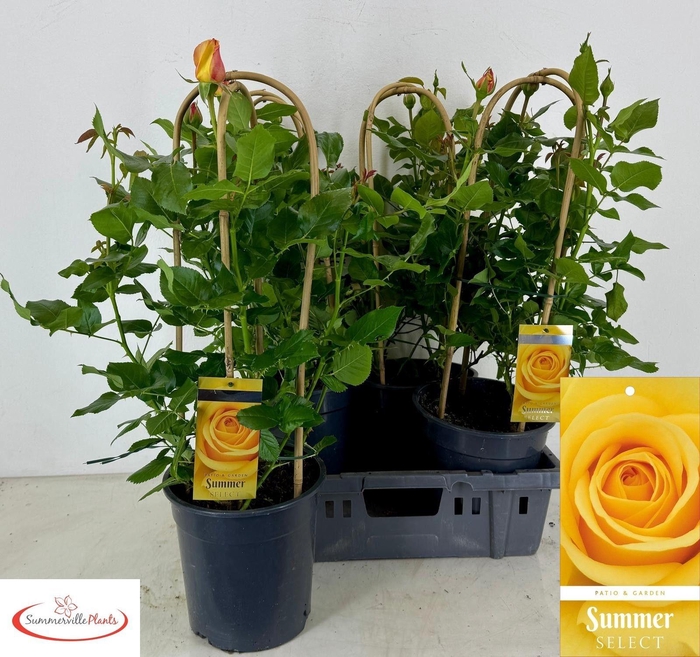 <h4>ROSA FL SUM SELECT</h4>