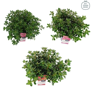 Azalea jap. Mix P19 35-45