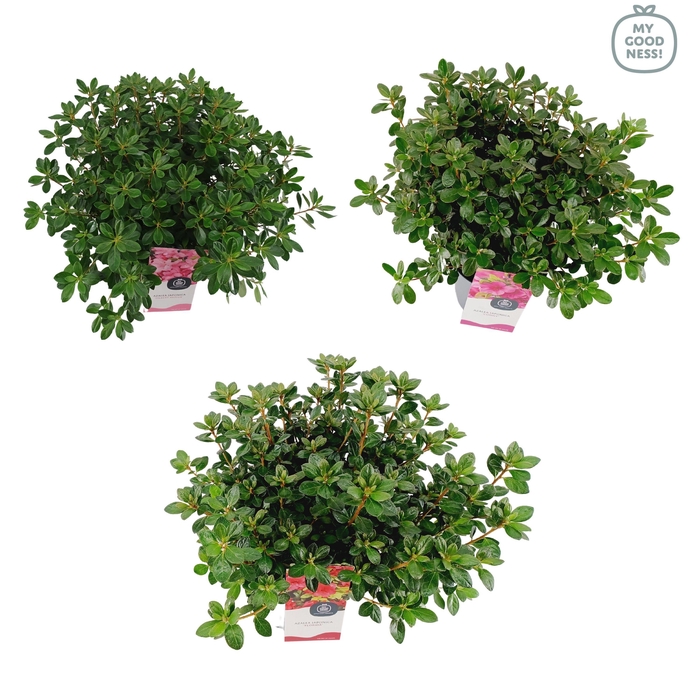 <h4>Azalea japonica 35-45 /P19 'Mix'</h4>