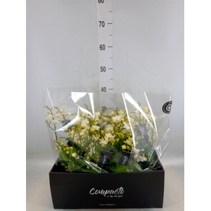 Phalaenopsis multi. 'Cream Punch'