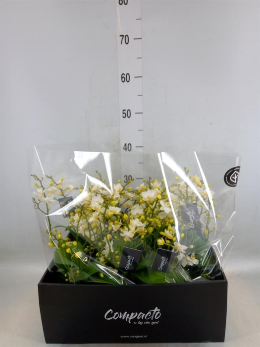 <h4>Phalaenopsis multi. 'Cream Punch'</h4>