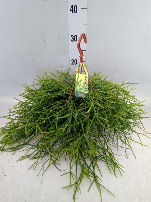 <h4>Rhipsalis pulchra</h4>