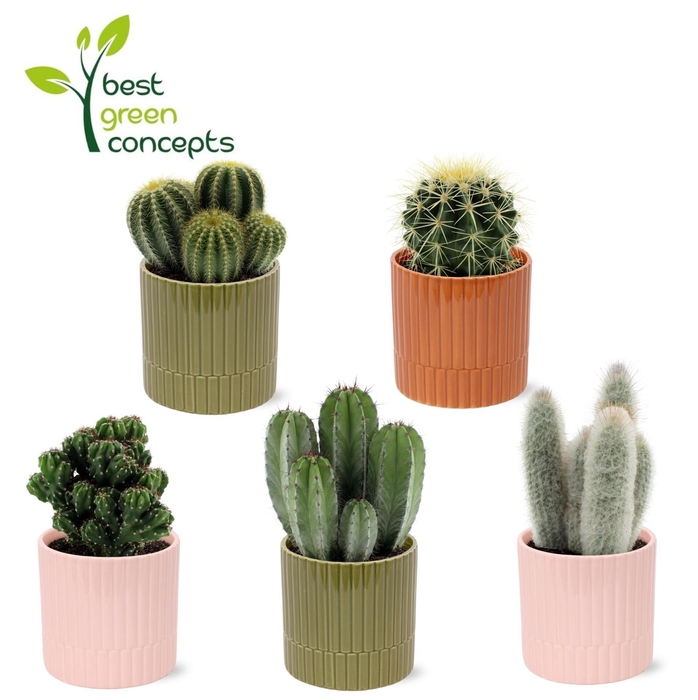 <h4>CACTUS OV</h4>