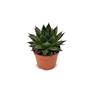 Aloe Ami