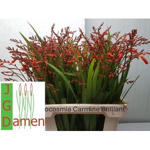 CROCOSMIA CROCOS OV