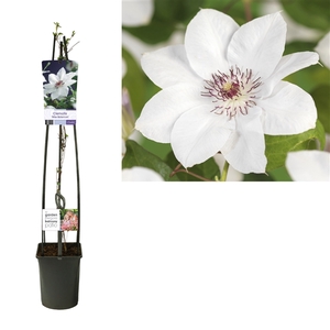 Clematis 'Miss Bateman' +light label