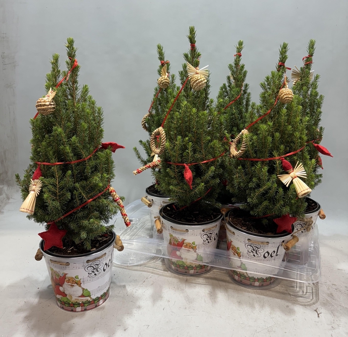 <h4>KERSTBOOM VERSIERD</h4>