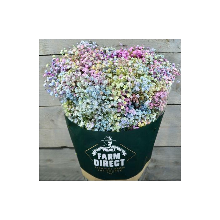 <h4>Gyps Pastel Rainbow</h4>