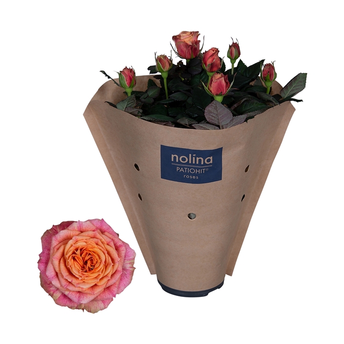 <h4>Nolina Roses Ø 13 cm Orange Paper sleeve</h4>