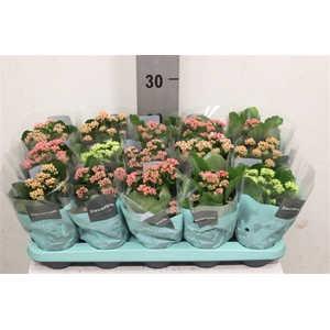 Kalanchoe blossfeldiana gevuld gemengd 5 kleuren