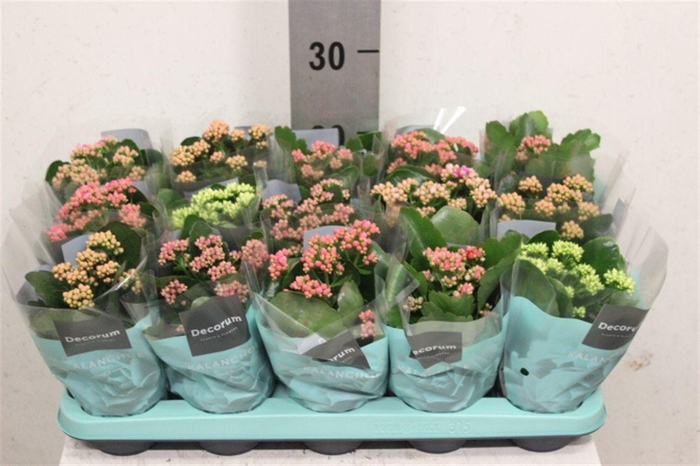 <h4>Kalanchoe blossfeldiana gevuld gemengd 5 kleuren</h4>